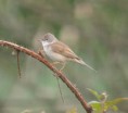 /album/my-local-birding-gallery/a4-pairs-of-whitethroat-are-now-breeding-on-our-ossett-reserve-jpg/